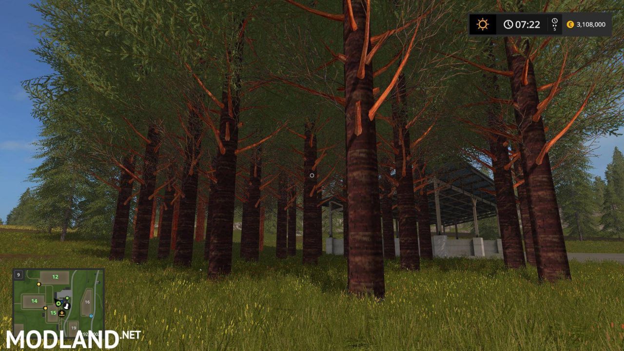RedWood Trees