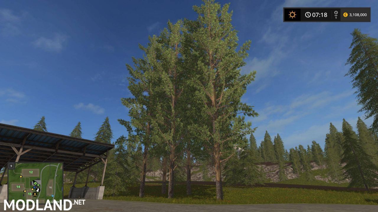 Tall pine trees